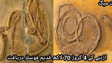 Photo of اژدہے کے 4 کروڑ 70 لاکھ قدیم فوسلز دریافت
