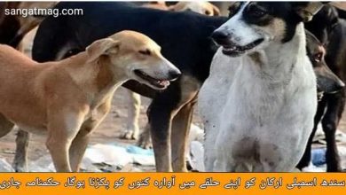 Photo of سندھ اسمبلی ارکان کو اپنے حلقے میں آوارہ کتوں کو پکڑنا ہوگا، حکمنامہ جاری