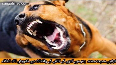 Photo of کراچی سمیت سندھ  بھر میں کتوں کے کاٹنے کے واقعات میں تشویش ناک اضافہ