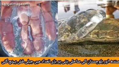 Photo of سندھ اور بلوچستان کی ساحلی پٹی پر بڑی تعداد میں جیلی فش پہنچ گئی