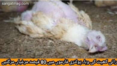 Photo of رانی کھیت کی وبا، پولٹری فارموں میں 80 فیصد مرغیاں مرگئیں