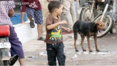 Photo of کتوں کا راج، گزشتہ برس سندھ میں کتوں کے کاٹنے کے دو لاکھ واقعات
