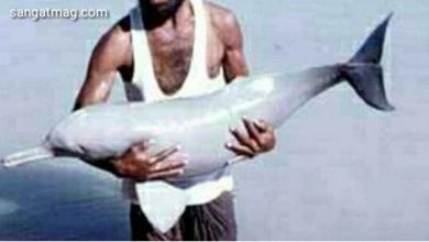 Photo of نواب شاہ، لوگ نایاب نسل کی ڈولفن پکڑ کر ساتھ لے گئے