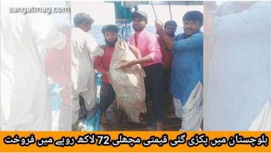 Photo of بلوچستان میں پکڑی گئی قیمتی مچھلی 72 لاکھ روپے میں فروخت