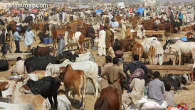 Photo of کراچی کی مویشی منڈی میں جانور خریداری کے تمام ریکارڈ ٹوٹ گئے