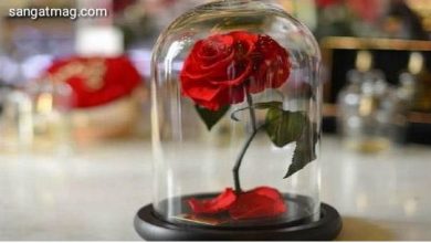 Photo of تین سال تک تروتازہ رہنے والا گلاب، لیکن قیمت؟؟