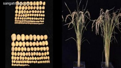 Photo of آر این اے میں تبدیلی سے چاول اور آلو کی پیداوار میں پچاس فیصد اضافہ
