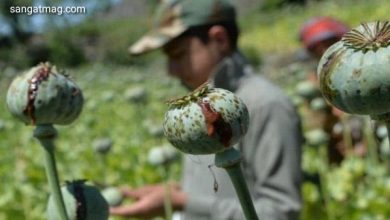 Photo of افغانستان میں افیون کی کاشت کے حوالے سے طالبان کا بڑا فیصلہ