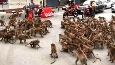 Photo of کورونا لاک ڈاؤن سے تنگ بندروں میں سڑکوں پر ‘گینگ وار’ چھڑ گئی