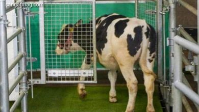 Photo of ماحولیاتی بہتری کے لیے سائنسدان گائیوں کو ’’پوٹی ٹریننگ‘‘ دینے لگے