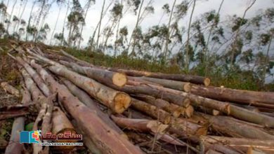 Photo of ایک سال میں ایمیزون میں جنگلات کی کٹائی میں 22 فیصد اضافہ