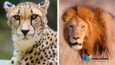 Photo of امریکی چڑیا گھر میں دو شیر اور چھ چیتے بھی کورونا کا شکار ہو گئے