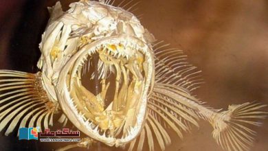 Photo of منہ میں پانچ سو پچپن دانت رکھنے والی حیرت انگیز خصوصیت کی حامل مچھلی