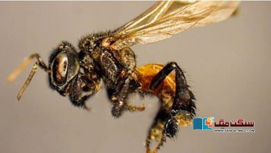 Photo of ارتقاء کے باعث اضافی دانت نے شہد کی مکھیوں کو گوشت خور بنا دیا!
