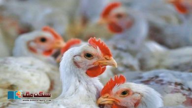 Photo of باراتیوں پر ڈھول باجے کی تیز آواز سے مرغیوں کو ہلاک کرنے کا مقدمہ درج