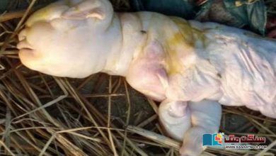 Photo of بھارت میں انسانی شکل سے مشابہہ بکری کے بچے کی پیدائش