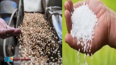 Photo of سندھ میں یوریا کھاد کا بحران: گندم کی کم پیداوار شدید متاثر ہونے کا خطرہ