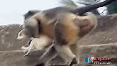 Photo of ساتھی کی ہلاکت کا انتقام، غضبناک بندروں نے 250 کتوں کو بلندی سے گرا کر مار ڈالا