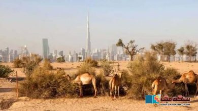 Photo of ”کیا صحرا دبئی کو کھا جائے گا“ حکومت صحرا کی بڑھتی ہوئی حدود کے مسئلے کا کیسے مقابلہ کر رہی ہے؟