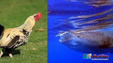Photo of مچھلی آنکھ جھپکتی ہے؟  مرغی اڑتی کیوں نہیں؟ ان دلچسپ سوالات پر سائنس کیا کہتی ہے؟