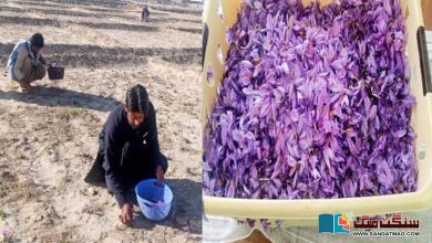Photo of کیا زعفران پاکستانی کاشت کاروں کے لیے منافع بخش فصل بن سکتی ہے؟