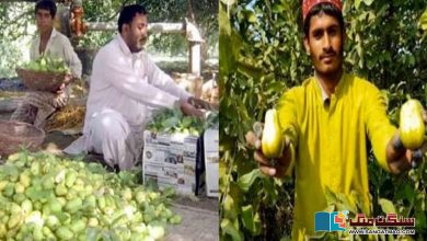 Photo of ”لاڑکانہ کا عمدہ مہک اور مٹھاس والا ’بے نظیر‘ امرود“ کاشتکار ملی بگ اور فروٹ فلائی کا تدارک کیسے کرتے ہیں؟