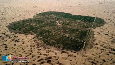 Photo of ”تیزی سے پھیلتے صحرا“ رہنے کے قابل زمین کو کیسے بچایا جا سکتا ہے؟
