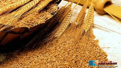 Photo of وفاقی وزرا کا اختلاف, گندم کی فی من قیمت میں 400 روپے اضافے کا امکان