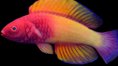 Photo of پانیوں کی گہرائی میں موجود ست رنگی مچھلی کی نئی قسم دریافت