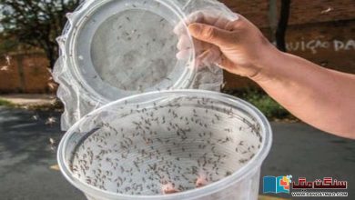 Photo of دو ارب بایو انجینئرڈ مچھر جلد ماحول میں چھوڑے جائیں گے