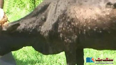 Photo of ’مویشیوں میں لمپی اسکن کا وائرس کے پھیلنے کی شرح 90 فیصد ہے‘