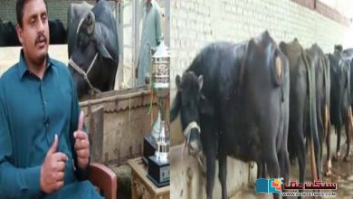 Photo of پاکستان کی ’سب سے زیادہ دودھ دینے والی بھینس‘