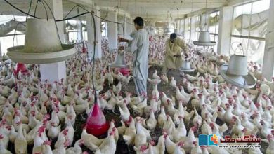 Photo of پاکستان میں مرغی کا گوشت اچانک اتنا مہنگا ہونے کی وجہ کیا ہے؟