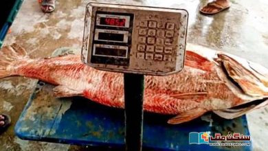 Photo of گوادر کی کروکر: ایک مچھلی ایک کروڑ پینتیس لاکھ روپے میں نیلام