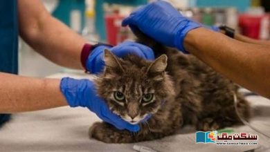Photo of بلی سے انسان میں کورونا وائرس کی منتقلی کا پہلا کیس رپورٹ