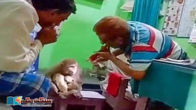 Photo of ایک بندریا علاج کرانے کلینک پہنچ گئی۔۔۔