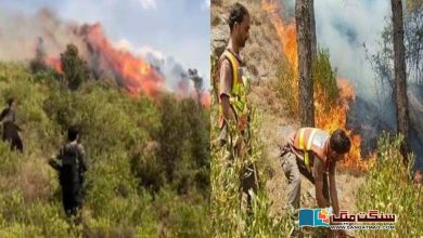 Photo of شانگلہ کے جنگلات میں مزید دو مقامات پر آگ بھڑک اٹھی