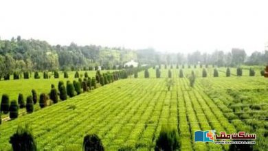 Photo of پاکستان میں چائے کی کاشت کے منصوبے، صورتحال کیا ہے؟