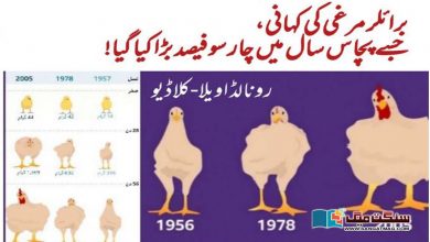 Photo of برائلر مرغی کی کہانی،  جسے پچاس سال میں چار سو فیصد بڑا کیا گیا!