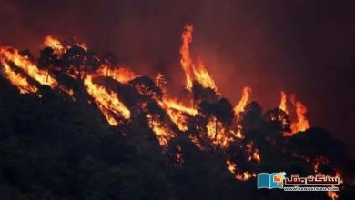 Photo of جنگلات میں آگ بجھانے کی کوشش میں اہلکاروں کی ہلاکتیں اور   تربیت کا سوال