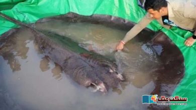 Photo of تازہ پانی میں پائی جانے والی دنیا کی سب سے بڑی  مچھلی دریافت