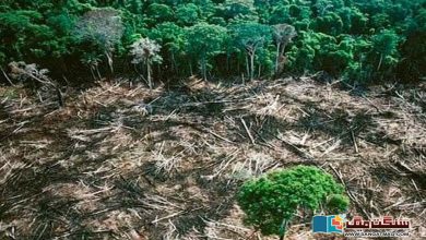Photo of ایمازون جنگلات کی کٹائی ریکارڈ بلندی کو چھو گئی، ڈیٹا