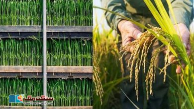 Photo of ’سُپر چارجڈ‘ تکنیک سے چاول کی فصل میں 40 فی صد زیادہ پیداوار