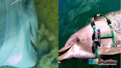 Photo of ڈولفن سے بندھے کیمروں میں ریکارڈ مناظر سے ڈولفن کے بارے میں نیا انکشاف