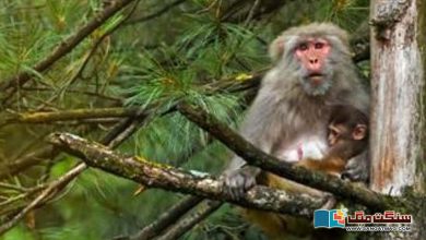 Photo of منکی پاکس کا خوف۔۔ برازیل میں لوگوں نے بندروں پر حملے شروع کر دیے