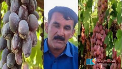 Photo of بلوچستان میں امریکی انگوروں کے باغ کی کہانی، مالک کی زبانی