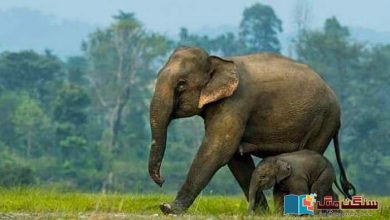 Photo of ہاتھیوں کی حیران کن یاداشت اور شاندار ابلاغ کی وجہ کیا ہے؟