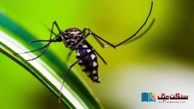 Photo of ایشیائی مچھر افریقہ کے لیے کتنا بڑا خطرہ بن چکے ہیں؟