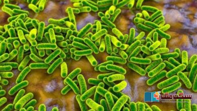 Photo of بیکٹیریا انفیکشن دنیا بھر میں اموات  کی دوسری بڑی وجہ ہے: نئی تحقیق