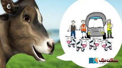 Photo of نیوزی لینڈ: گائیوں کے ڈکار کو ماحول دوست بنانے کے لیے محلول تیار